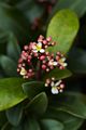 Skimmia japonica Rubicola-1 Skimia japońska